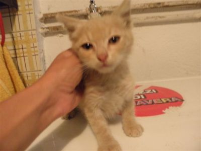 micio Galileo cerca casa