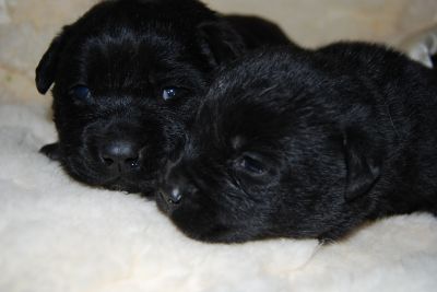 LABRADOR CUCCIOLI NERI, BELLISSIMI