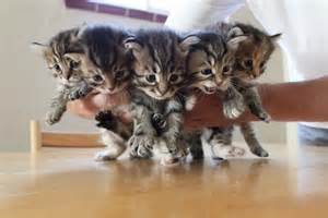 Regali Shiberian gattini.