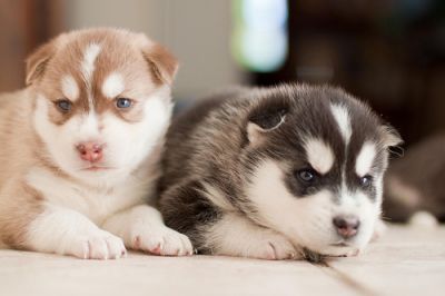 AKC / CKC REG. CUCCIOLI Siberian Husky
