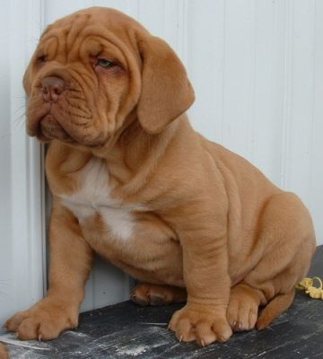 Dogue de Bordeaux, disponibile