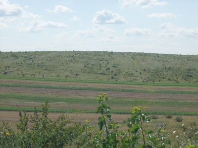 PROGETTO VIGNETI IN ROMANIA
