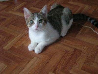 Mici Billo, Brando e Briciola cercano casa!