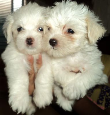 Adorabili cuccioli maschio e femmina maltese per l'adozione