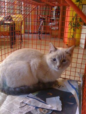 Micio Ottaviano cerca casa