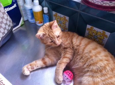 Micio Ferdy cerca casa