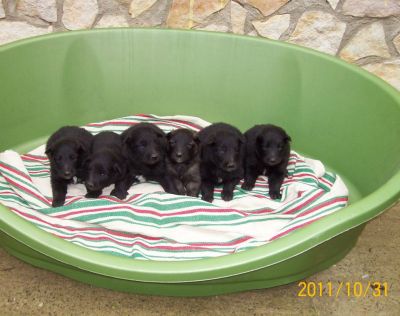 Pastore Belga cuccioli