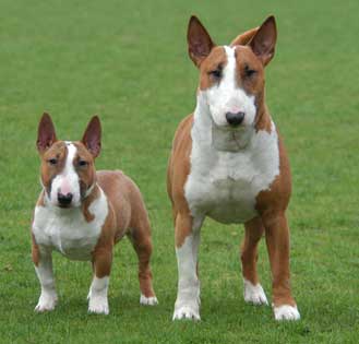 Cuccioli di Bull Terrier Disponibili da Allevamento Riconosciuto