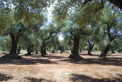 RIF.970 Terreno agricolo