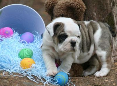 REGALO BULLDOG INGLESE CUCCIOLI