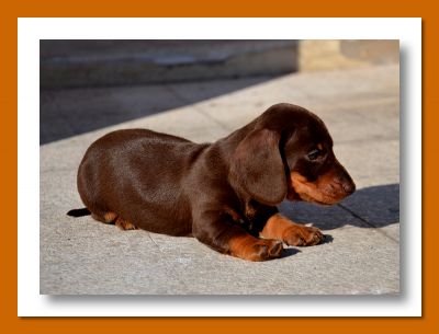 Bassotti cuccioli cioccolato