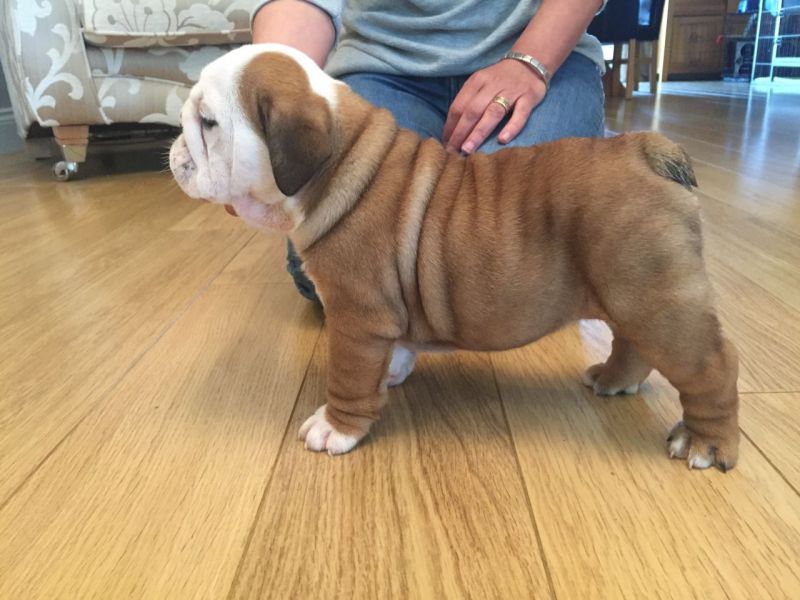 Cuccioli inglese bulldog disponibili per adozione Cuccioli disponibili Bulldog inglese cuccioli disp