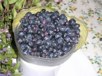 BACCHE DI MIRTO PER PREPARAZIONE LIQUORE