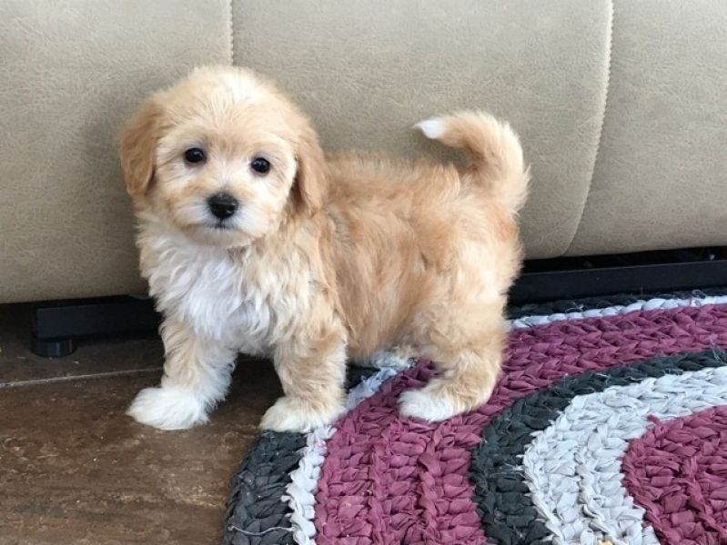 REGALO Dolci cuccioli Havanese per l'adozione abbiamo cuccioli Havanese molto felice e sorprendente.