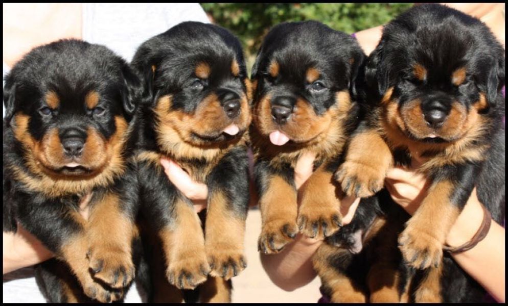 REGALO Cuccioli di rottweiler 1 femmine e un maschietto. i cuccioli sono gia disponibili e verranno 