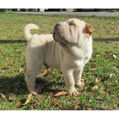    regalo  Due cuccioli di  SHARPEI     disponibili.