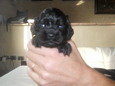 Cuccioli cocker americano