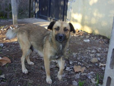 Stellina cagnolina taglia piccola cerca casa