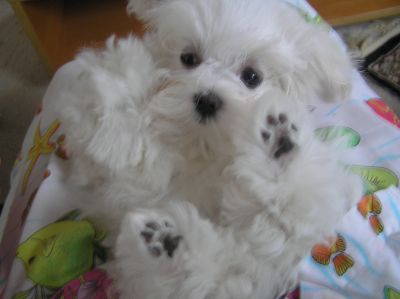 bella maltese cucciolo