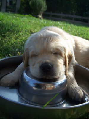 Cuccioli di Golden Retriever