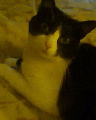 Micia Iris cerca casa