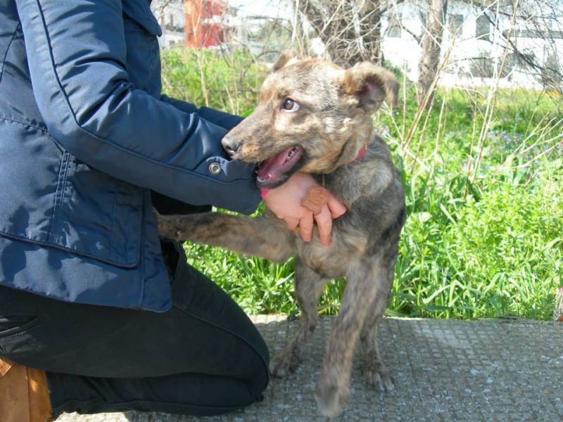 Stella,stellina........