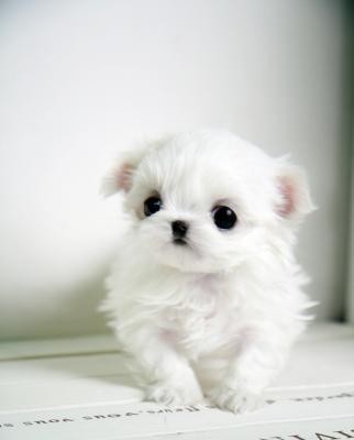 Regalo di Maltese mini toy cuccioli 