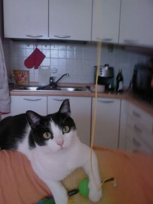 mary poppins in arrivo