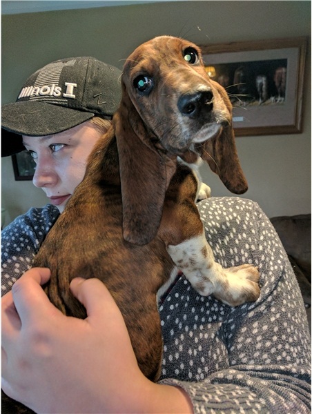 Regalo BELLISSIMI CUCCIOLI DI Basset Hound Fantastici cuccioli di Basset Hound con libretto sanitari