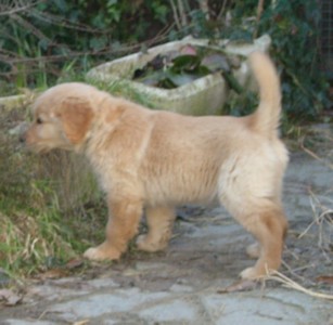 Cuccioli Golden Retriever