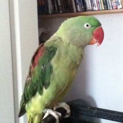 Europanimals uccelli