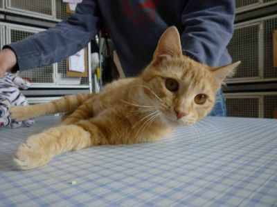 Micio Ferdy cerca (ancora) casa