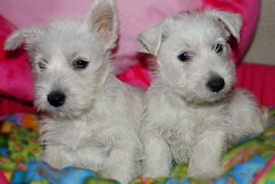 Vendo cuccioli di west highland