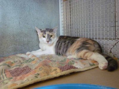 Micia Callie cerca casa