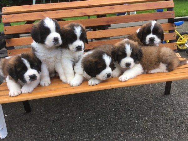 Regalo adorabili cuccioli  san bernardo  femminucce e maschietti disponibili gratuita i cuccioli son