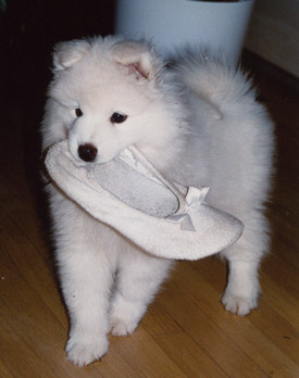 Puliti cuccioli Samoiedo per ogni buona casa