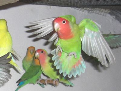 Inseparabili coppie da riproduzione