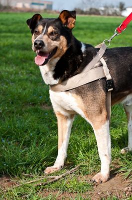 Argento 5 anni - bovaro appenzellese incr.