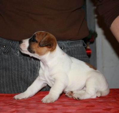 Jack Russell terrier
