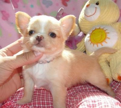 Cuccioli di chihuahua disponibili