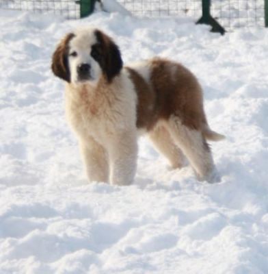 San Bernardo a pelo lungo