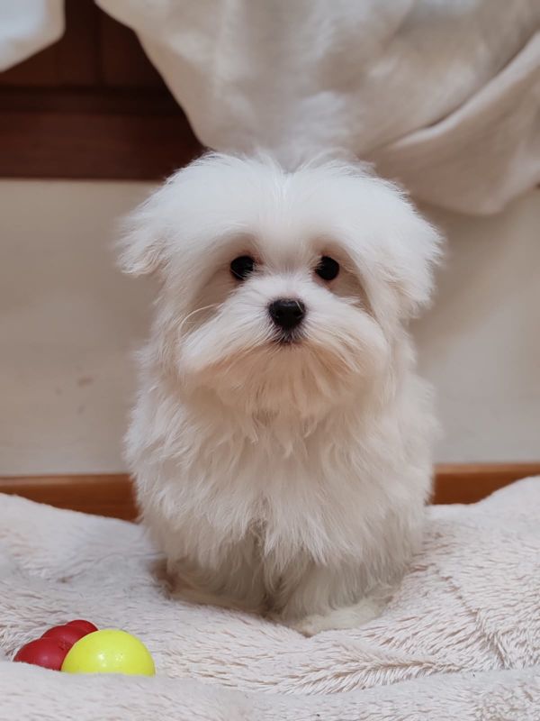 Maltese con pedigree ENCI