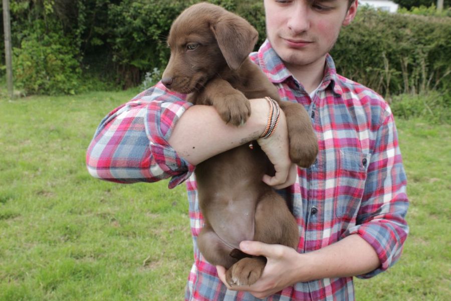  Cuccioli di Weimaraner per adozione bellissimi cuccioli disponibili, carattere adorabile ,sono doci