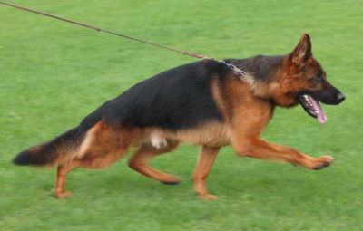 Pastore Tedesco disponibile per monte