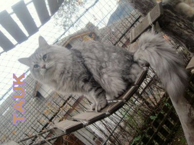 cuccioli di gatto Seriano