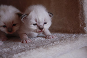 gattini  sacro di birmania