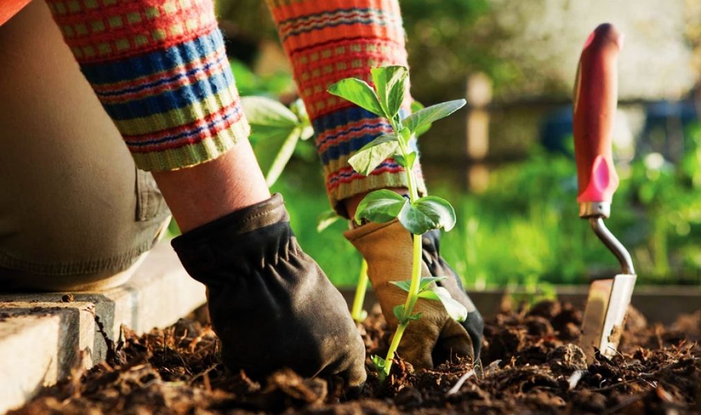 Venditore da inserire nel settore del Giardinaggio