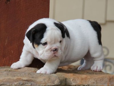 Bulldog inglese cuccioli disponibili ora