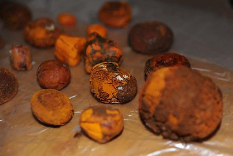 Ho palla di bue (bezoar) e calcoli biliari per vendere in grande quantit�.