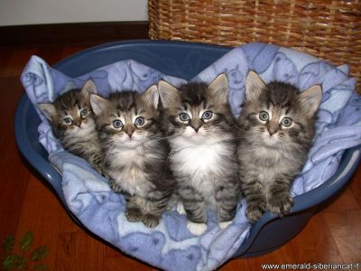 Gatto Siberiano cuccioli disponibili